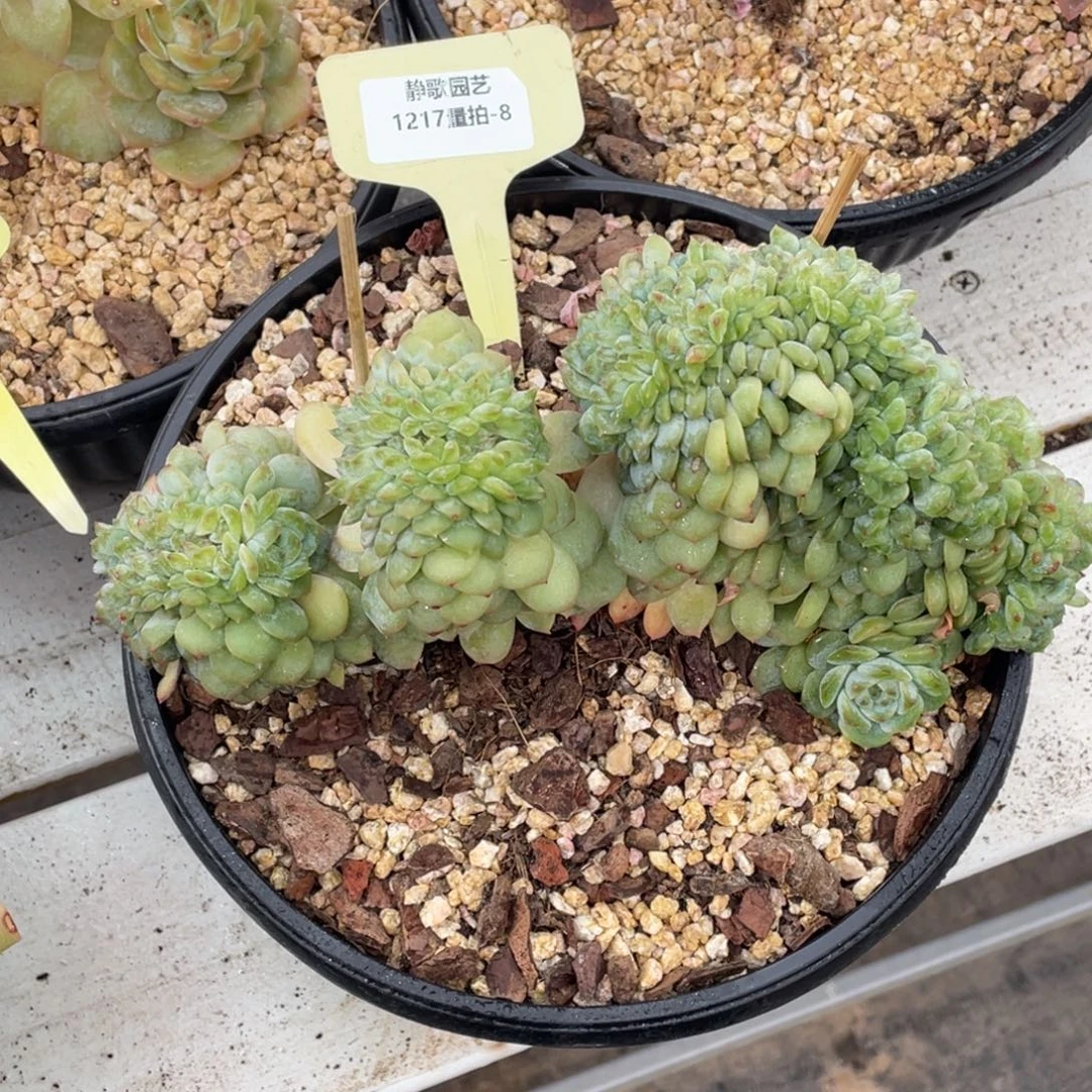 1217-8-树板糖心冰魄缀化一颗