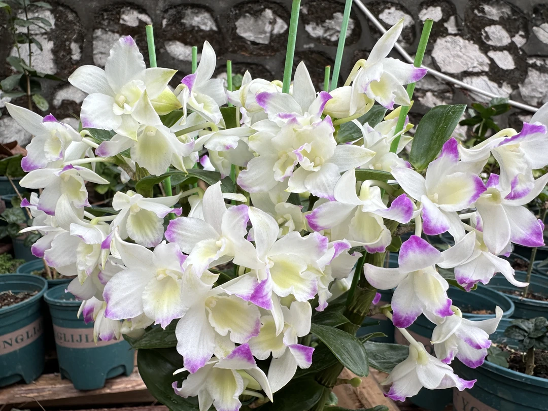 【3062石斛兰】高端品盆栽花卉绿植室内居家带花苞多花苞基地直发