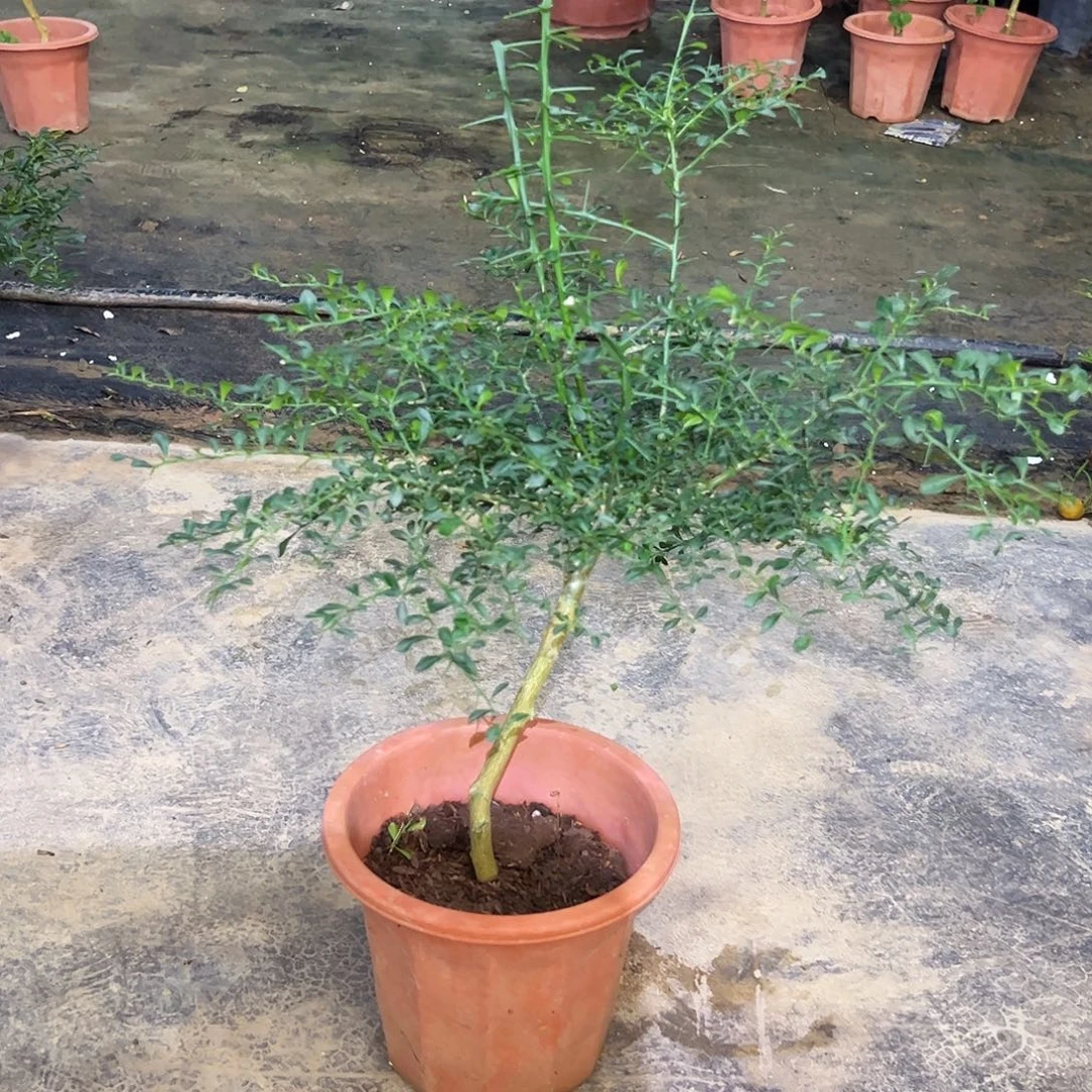 无花朵盆栽植物花卉绿植