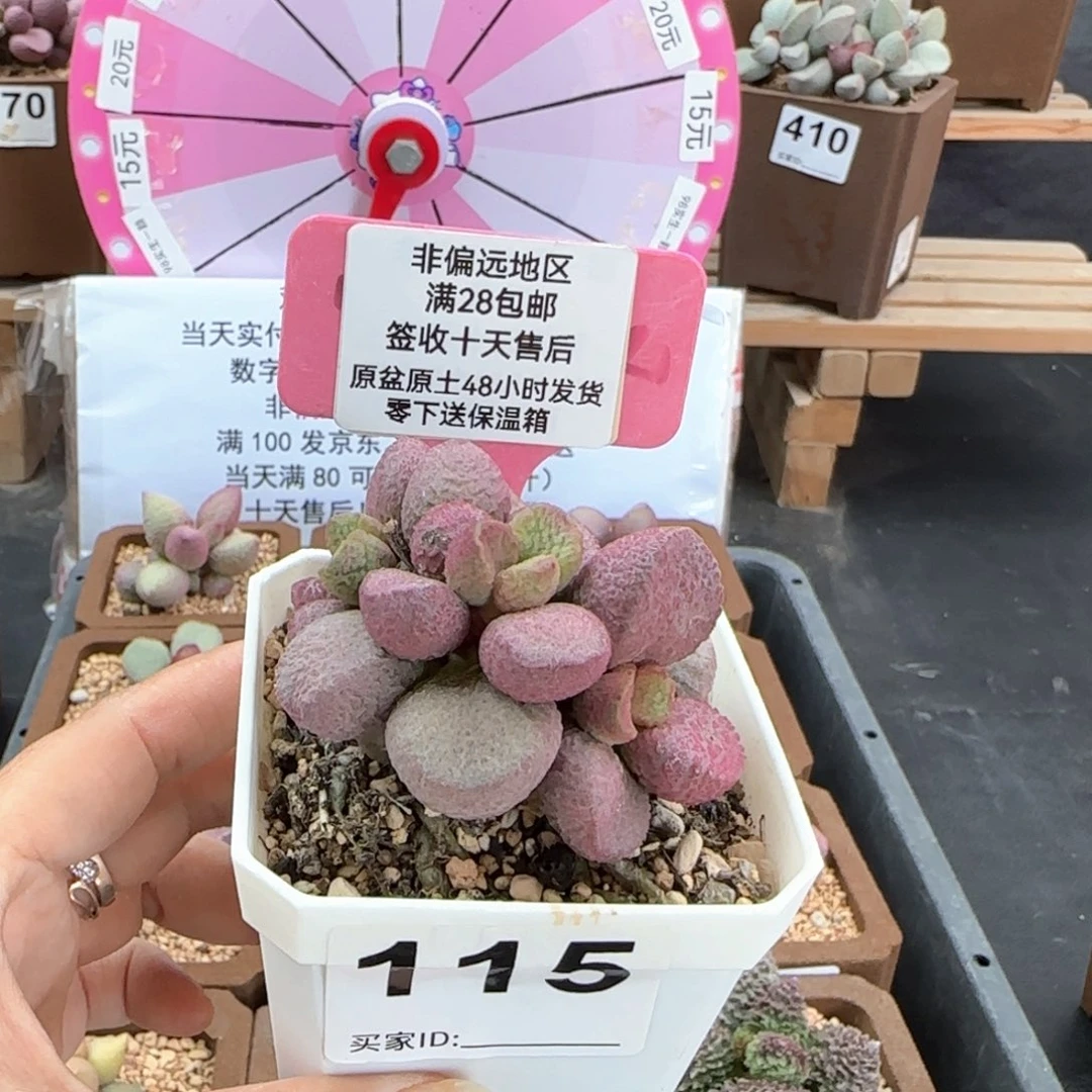 115夏娃微瑕多肉植物