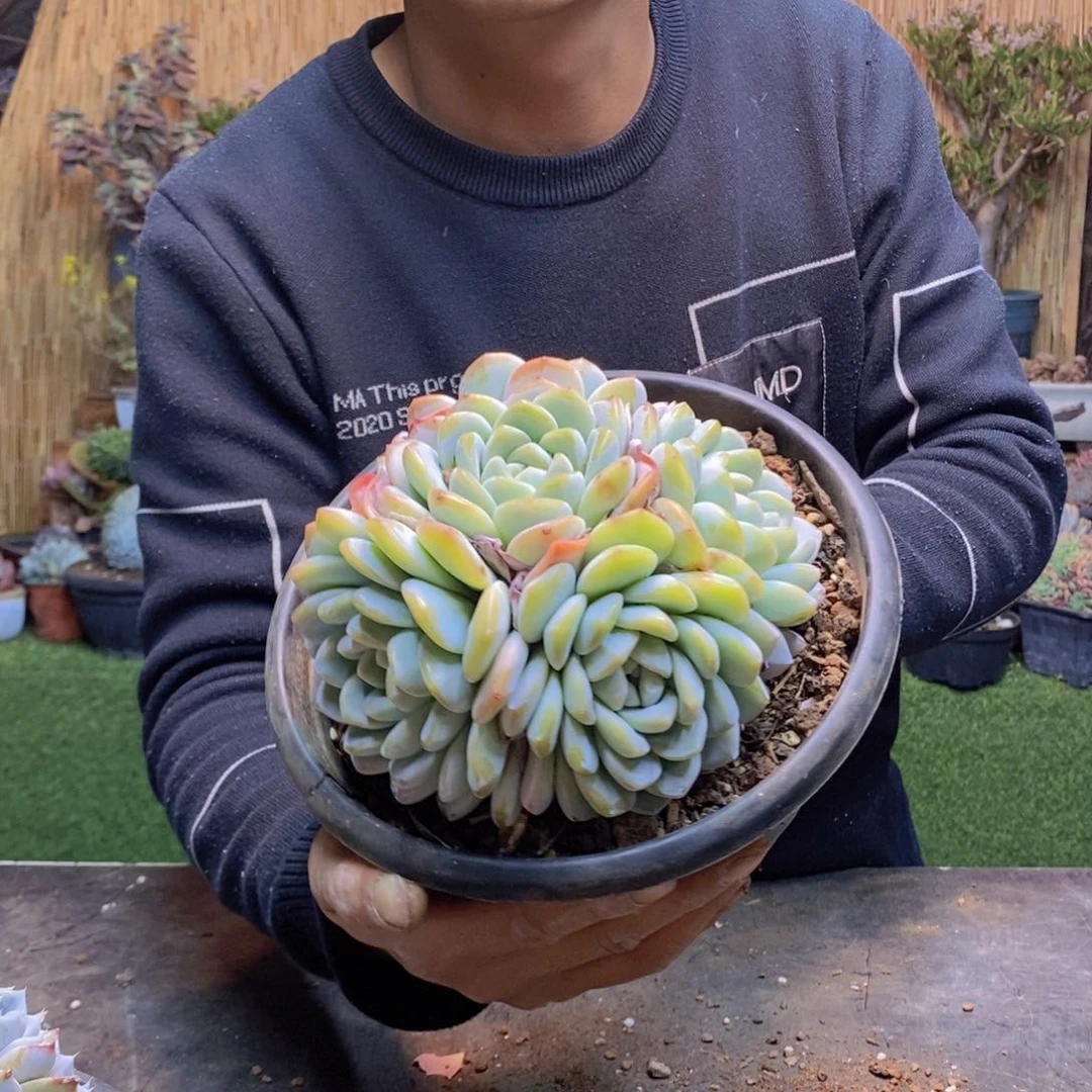 毛*虫A84号冰玉手捧