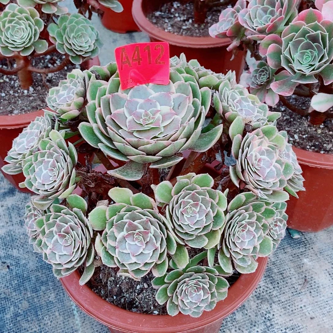 粉花妖412多肉11111