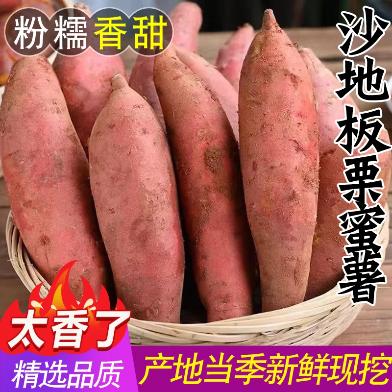 沙地现挖新鲜板栗红薯5斤烤番薯红心地瓜香小烟西瓜蜜薯