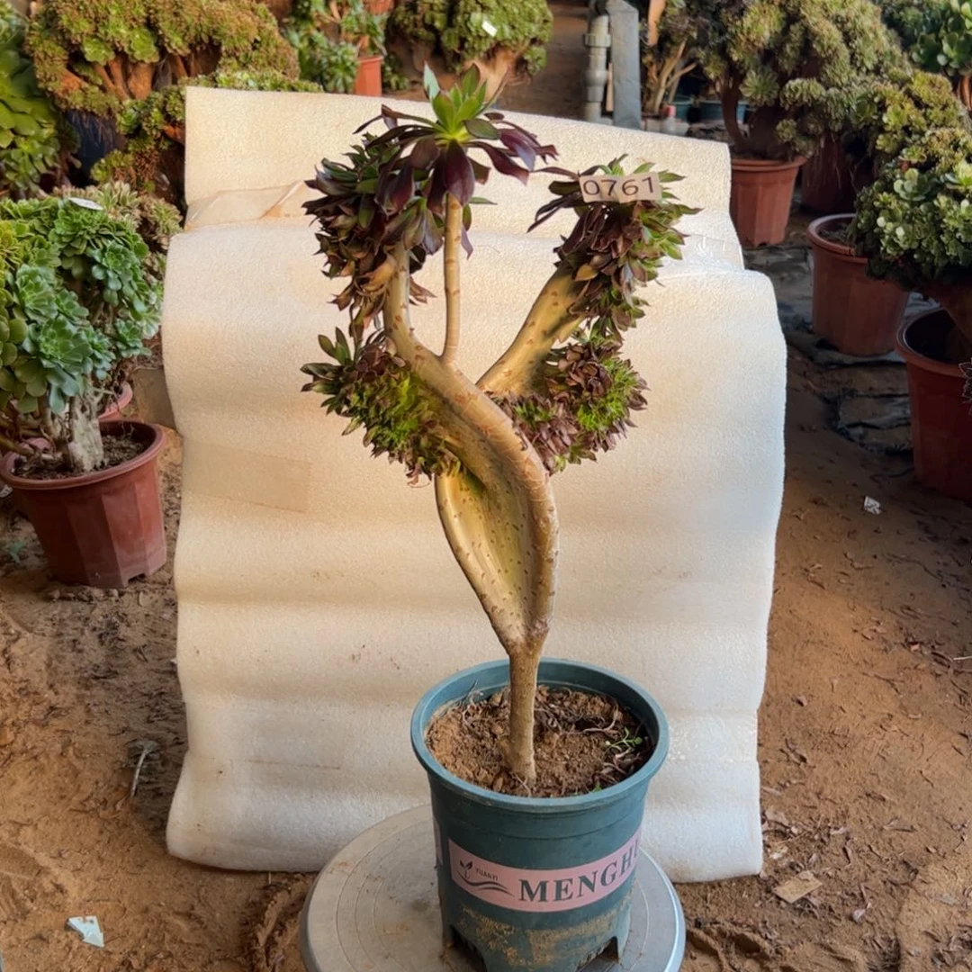 微瑕疵翅膀761高度40厘米