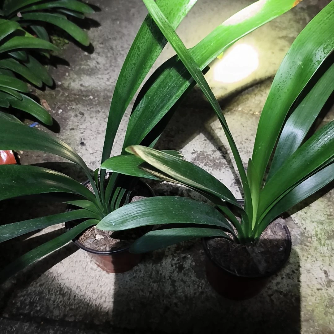 聚***！完全开放翠绿大苗残叶特惠两棵