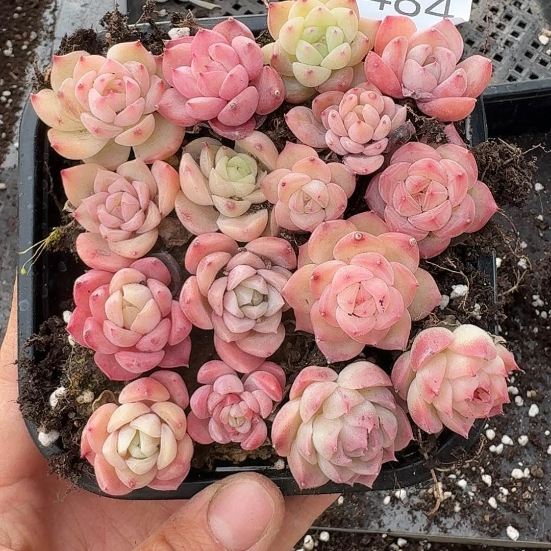 ?****笑杂交新品珍妮多肉1484