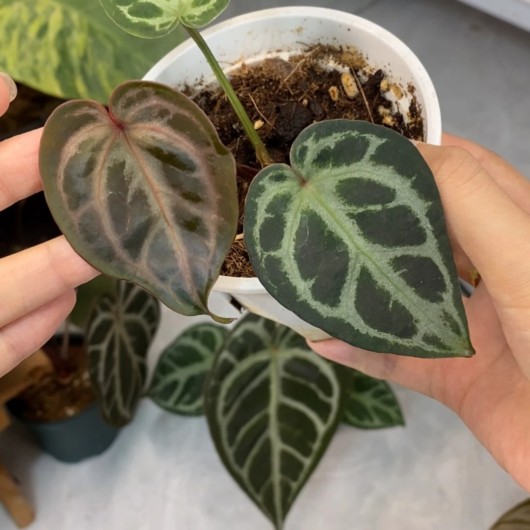 不开花植物红刷子