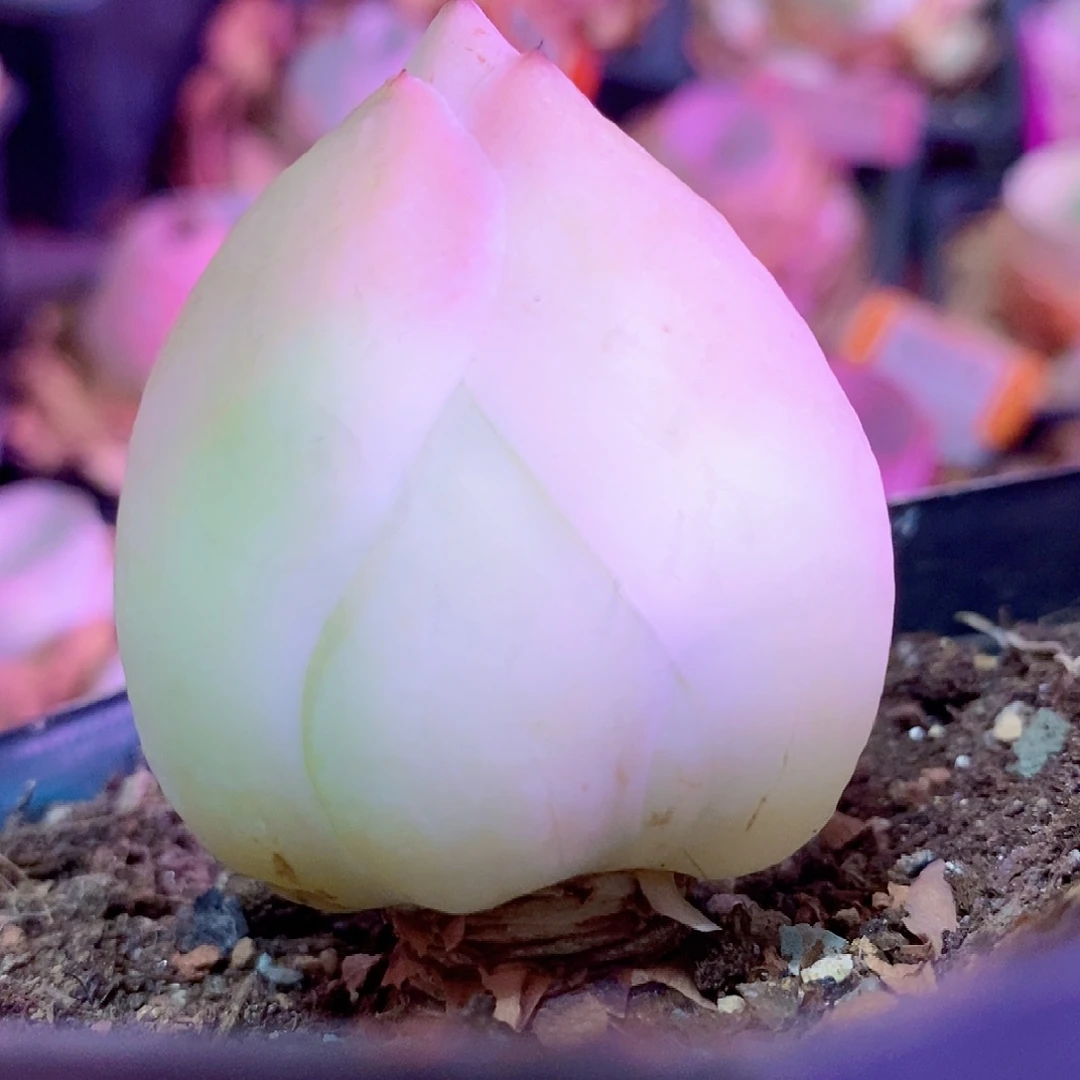 水蜜桃下播福利一物一拍007