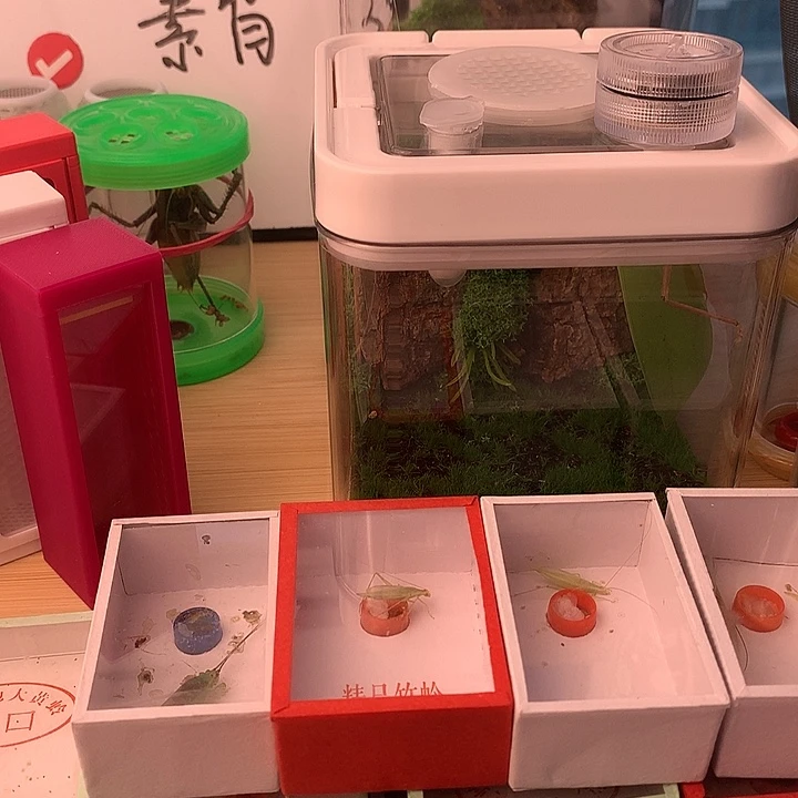 断须竹蛉四条包邮