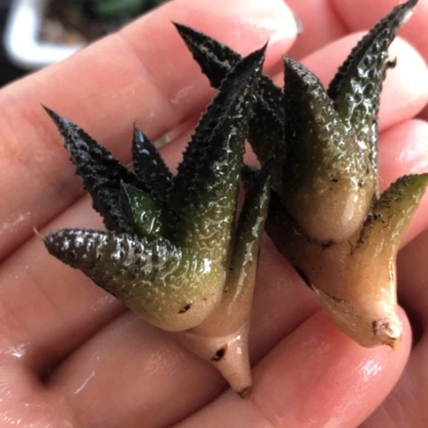 哥斯拉硬叶侧牙2颗一起发货