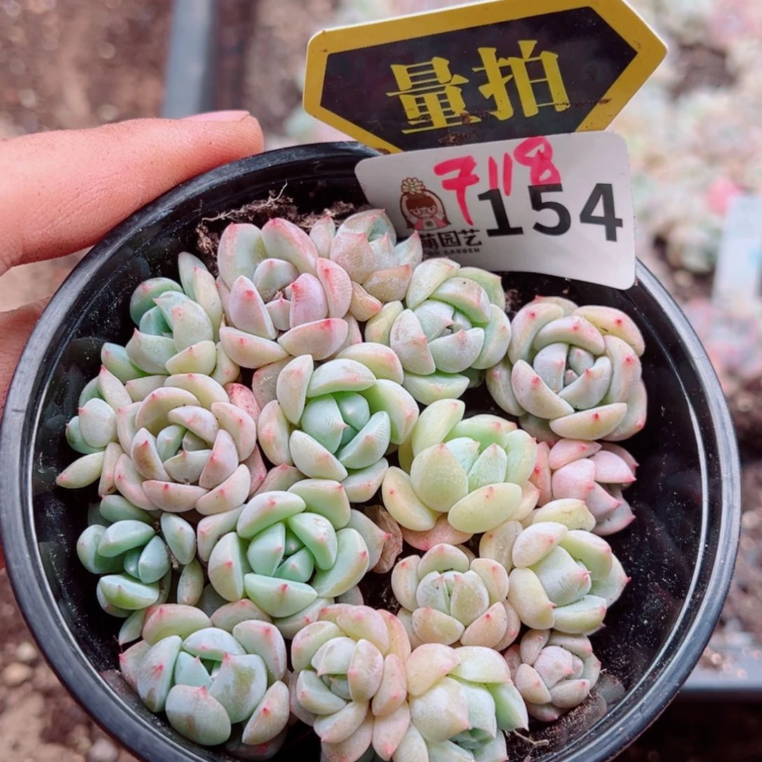 多肉植物多肉植物