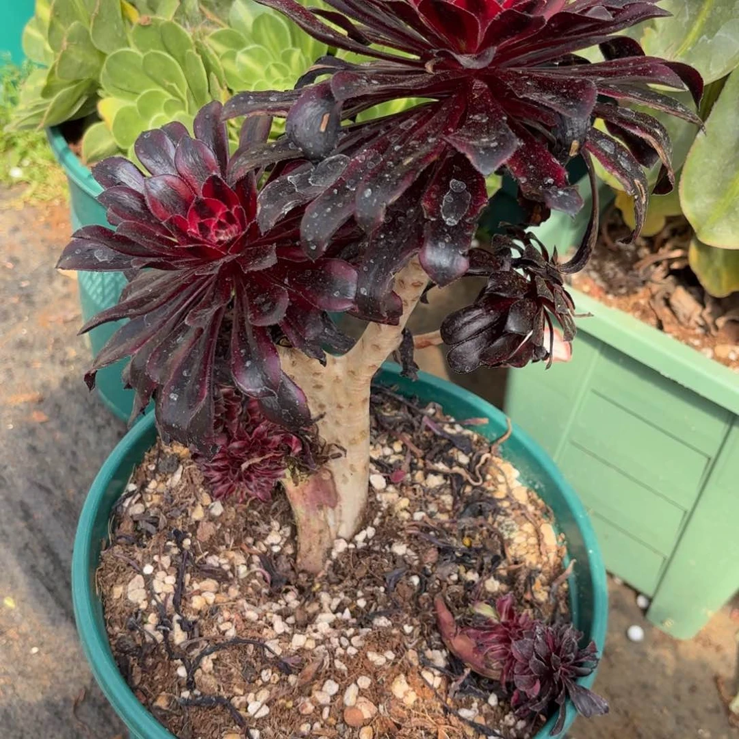 安*多肉法师一物一拍024发货