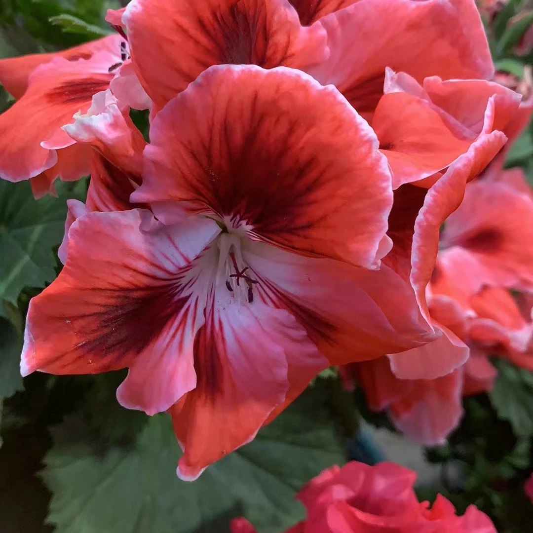 蝴蝶梅大花天竺葵花卉