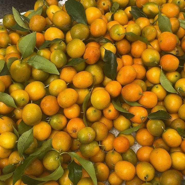 中国大陆炎陵本地金柑子