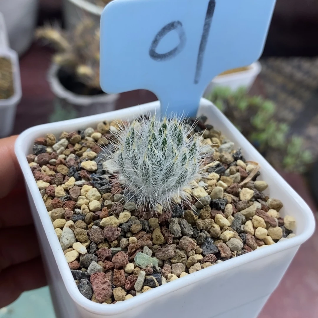 沃特山大型金刚钻