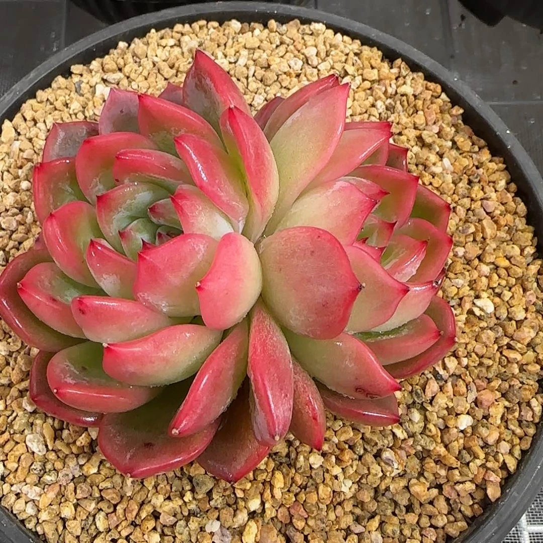 从前慢花园精选红鸾