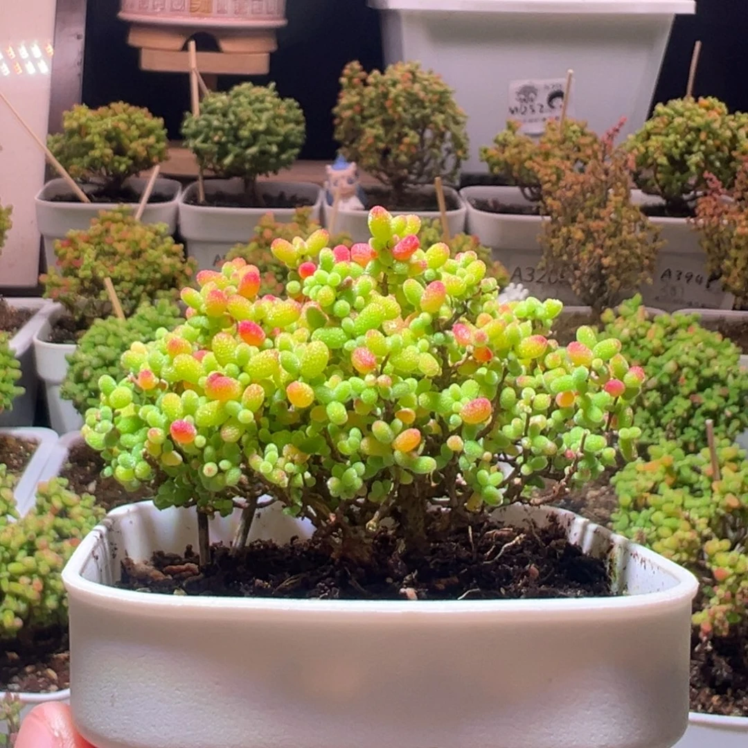 058蜜橘一物一拍带盆土发货