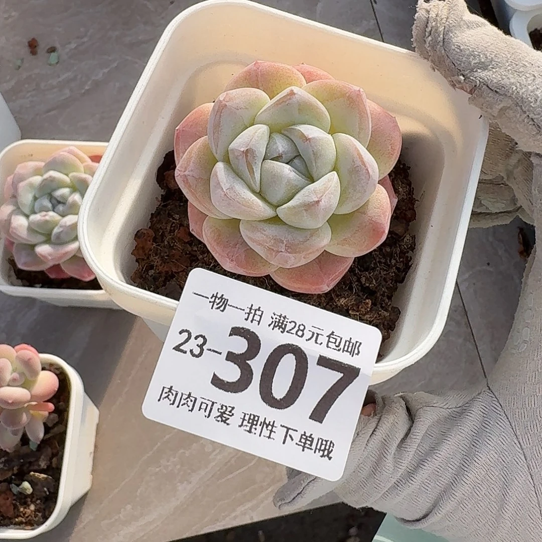 冰玉无盆土发货无