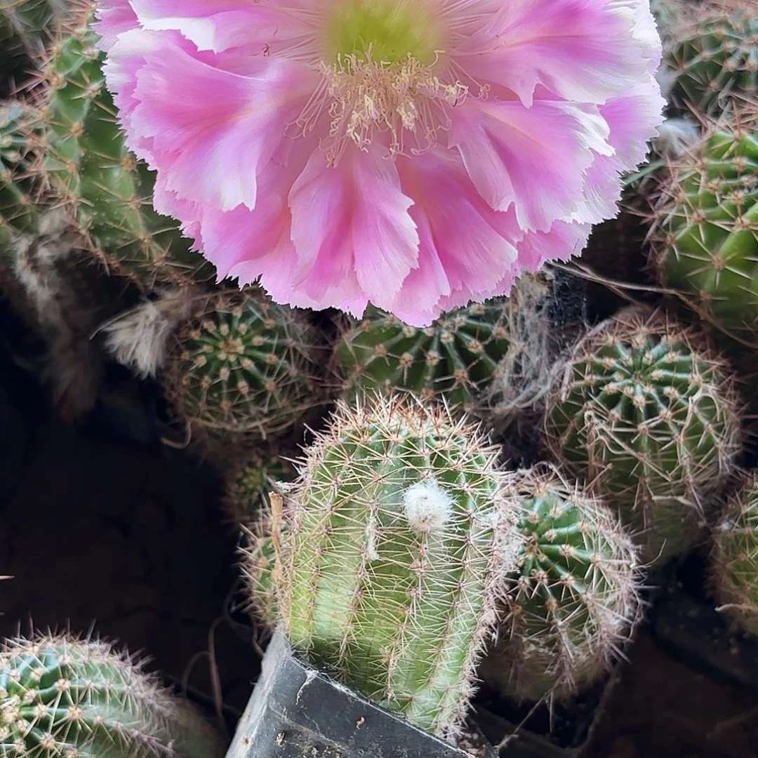 云端又根小小小球