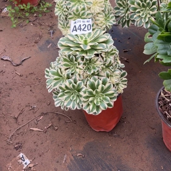 420迈巴赫不包断枝