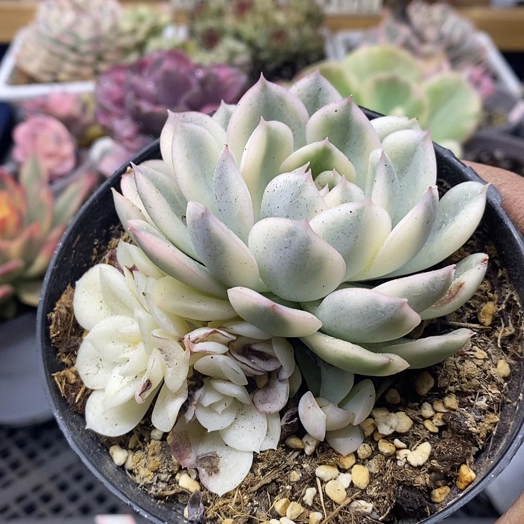 1414 月亮仙子白覆轮锦