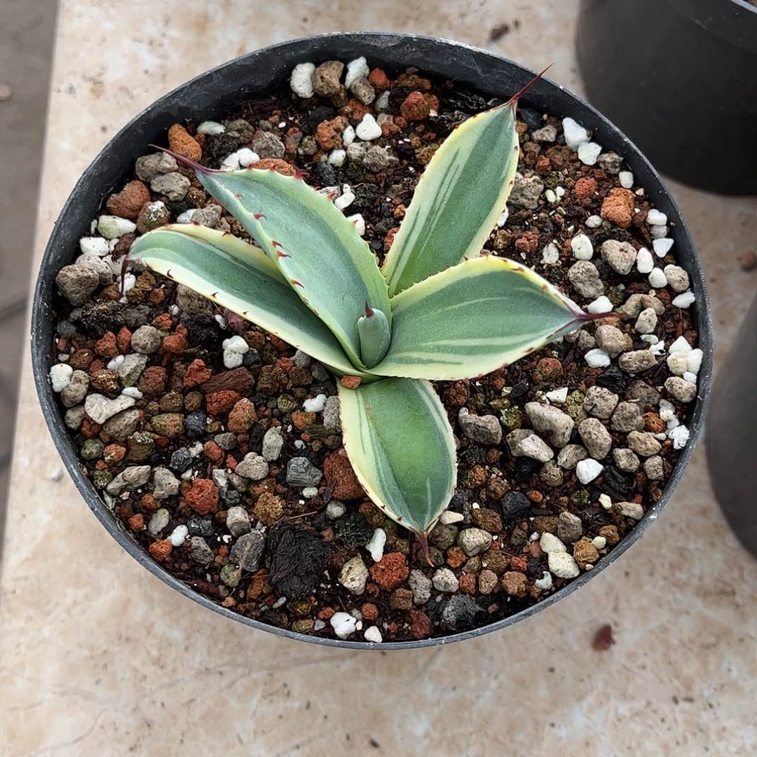 冰淇凌勺子福克斯一物一拍