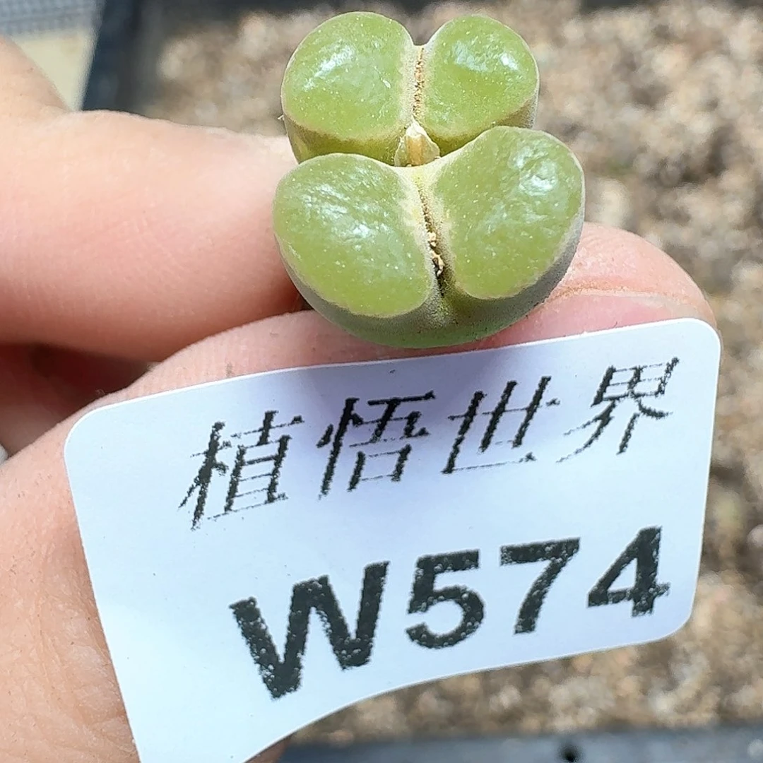 多肉植物的润泽额f g