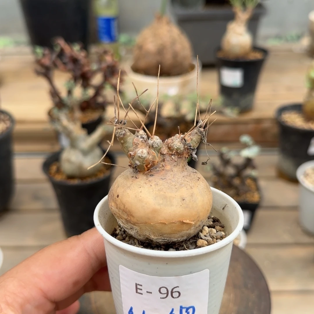 96开普敦厚敦菊块根植物