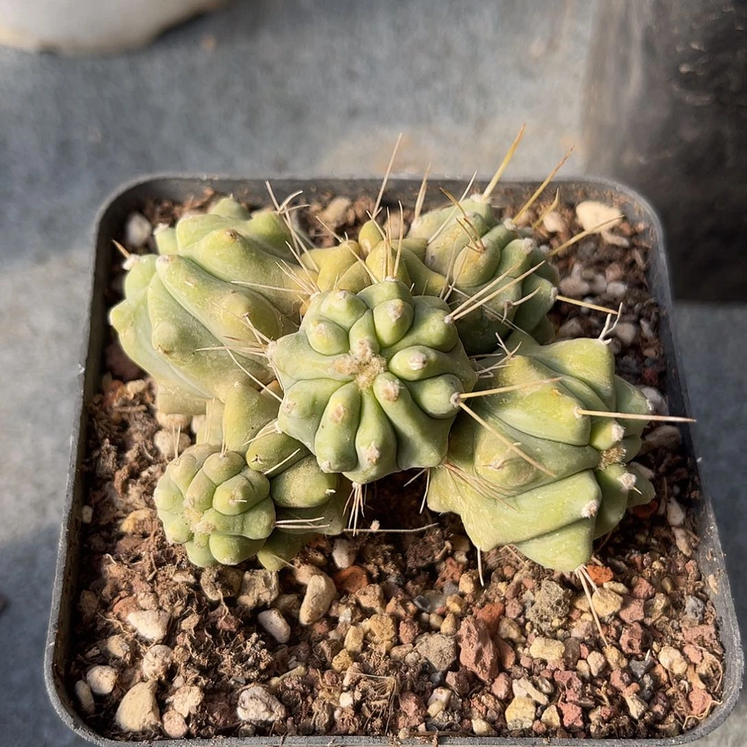 王冠龙大群一物一拍