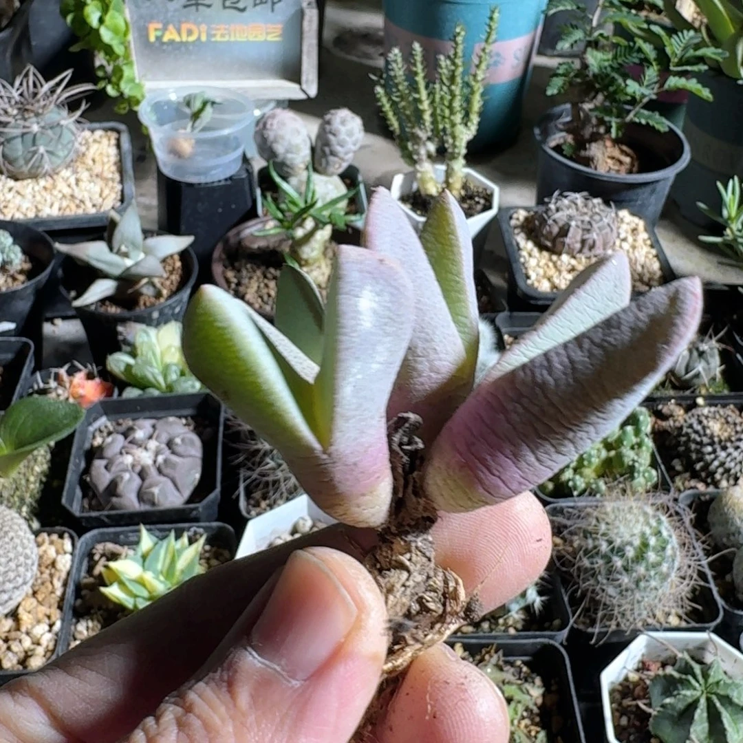 688虾钳脱土发货实生