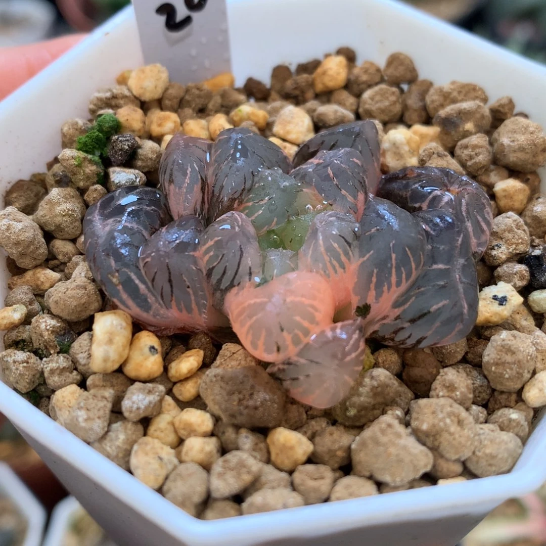 紫罗兰玉露锦，带盆一起
