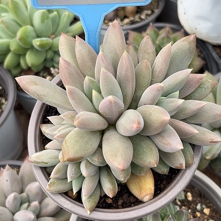 白***白彩体哥特一物一拍063