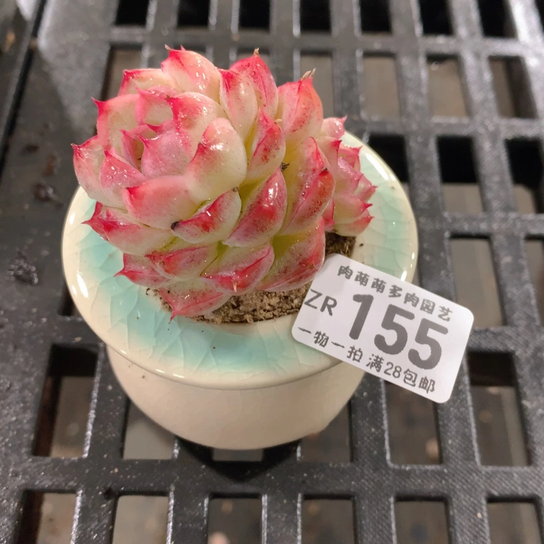 肉萌萌拇指盆精控多肉ZR155