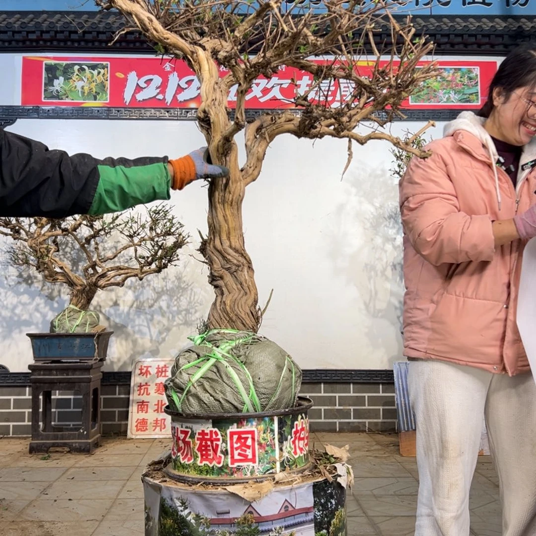 无花朵金银花补差价