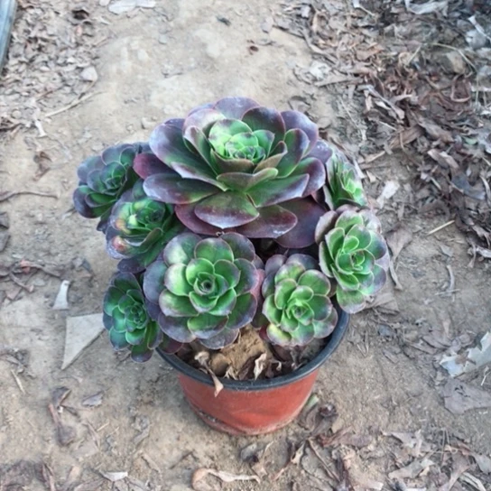 雨***云魅金玫瑰法师多肉23