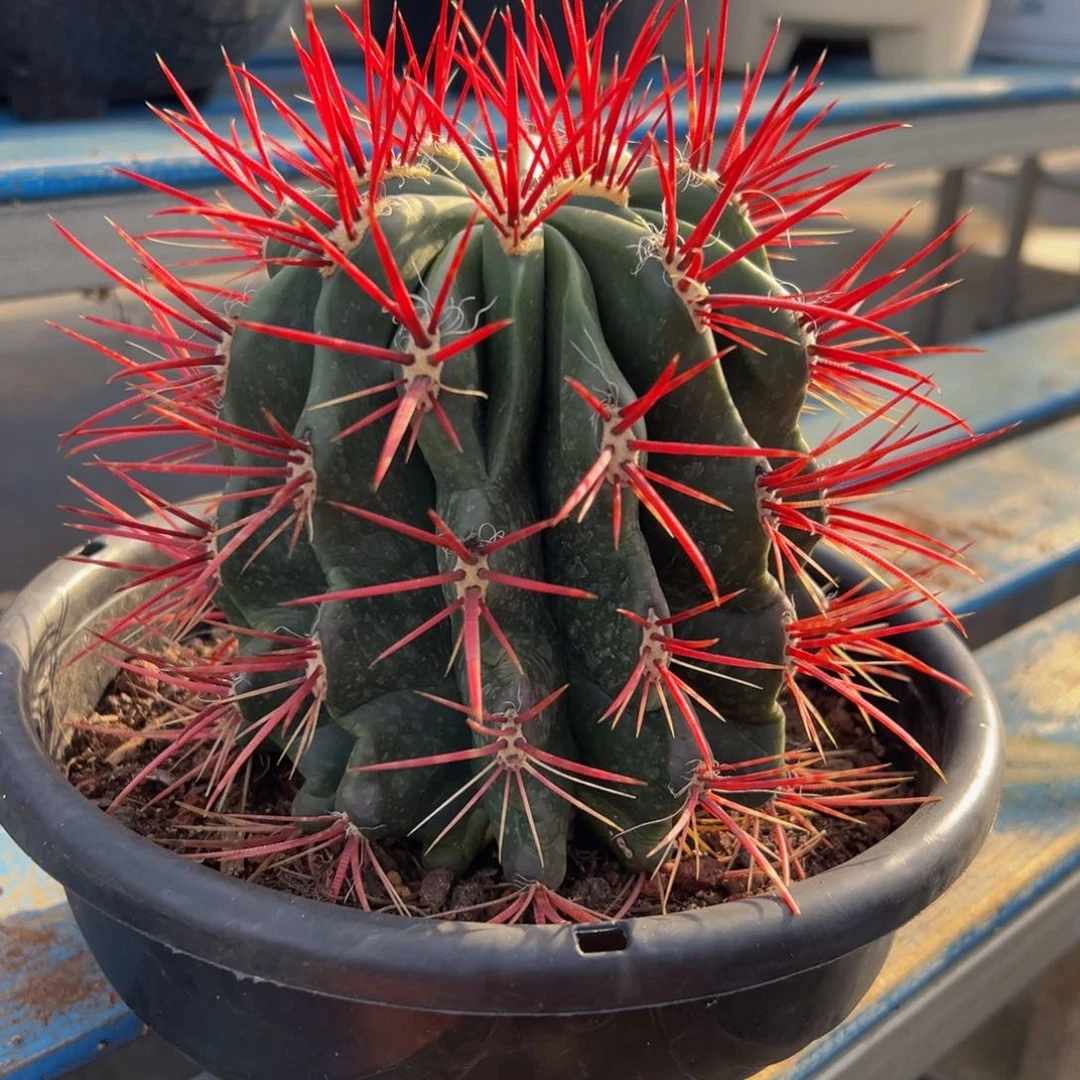 精品红虎福利放漏68