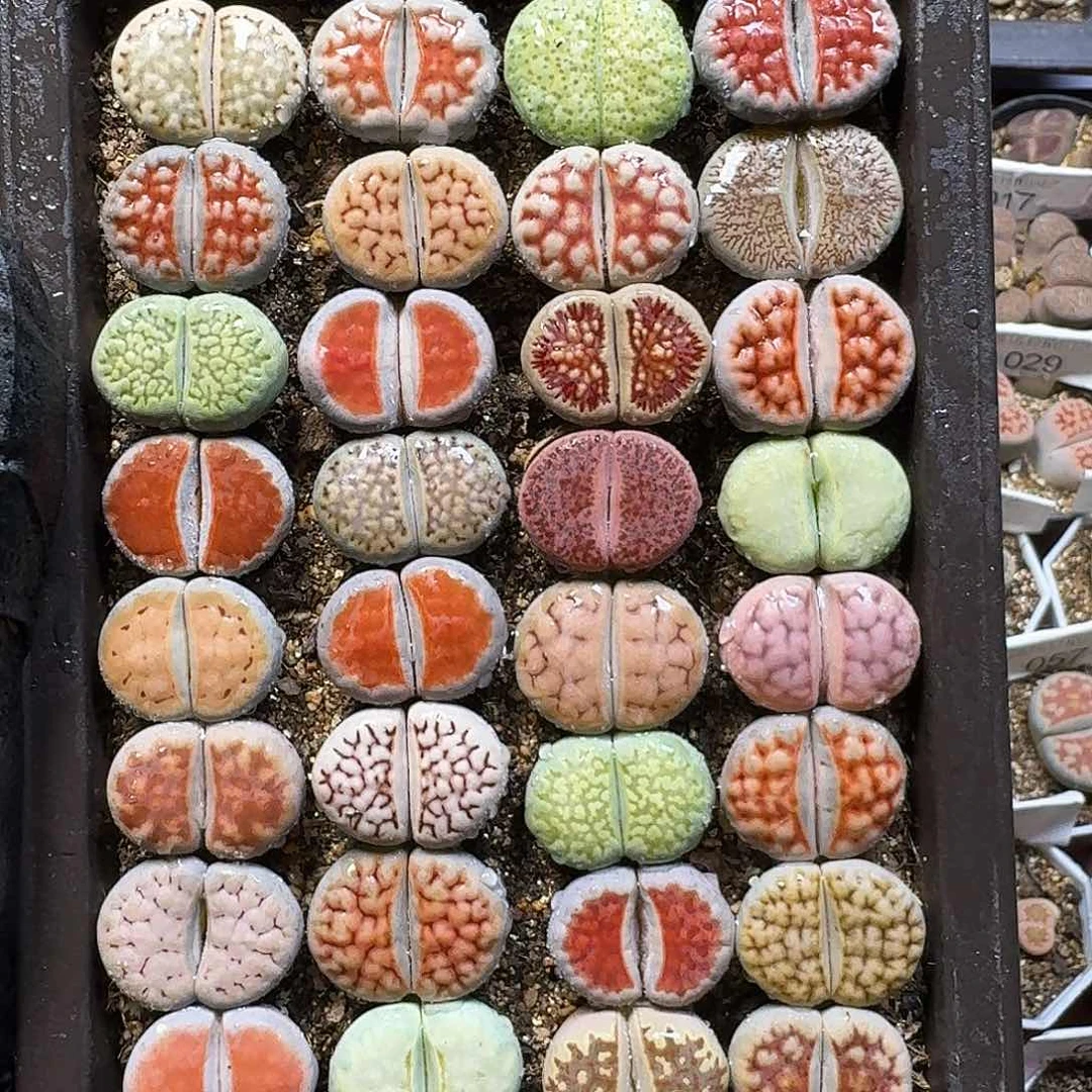 生石花1111。脱土带盆土。   153