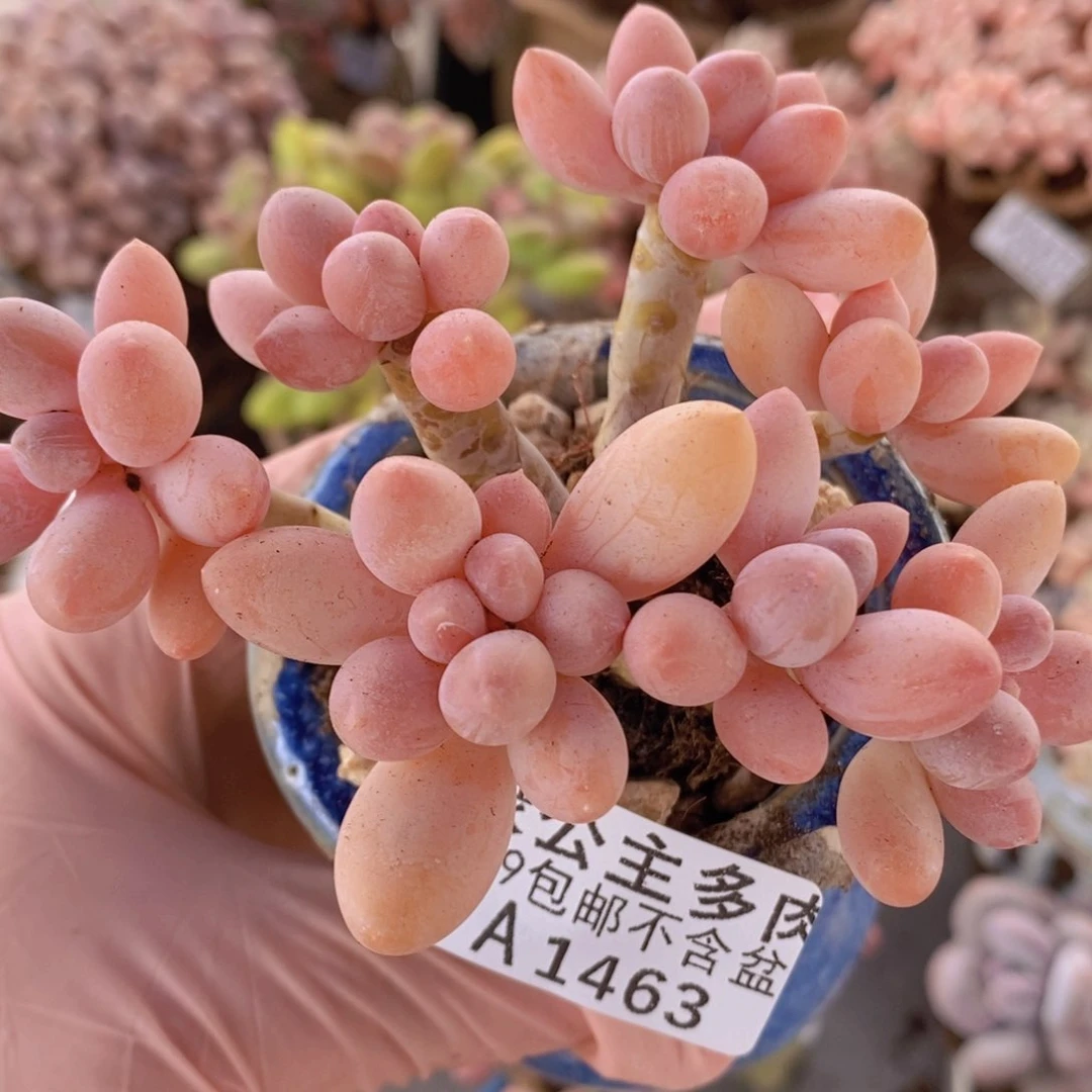 香水手指奶老桩10cm1463多肉植物