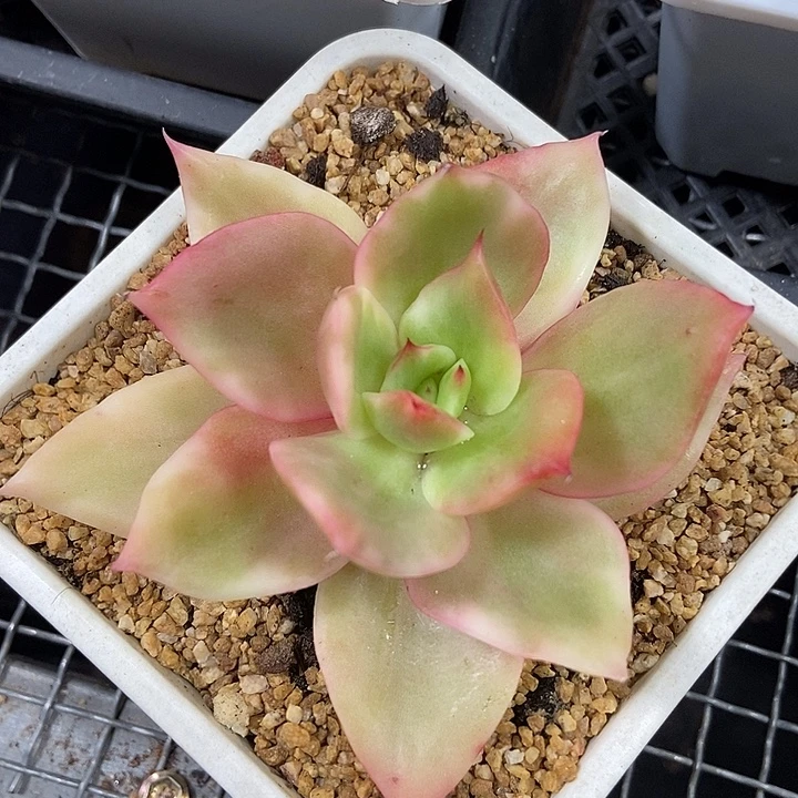 翠花锦多肉植物的