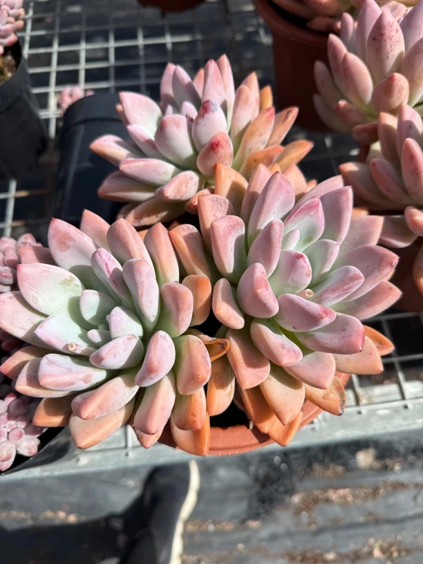 奥普琳娜群生多肉植物