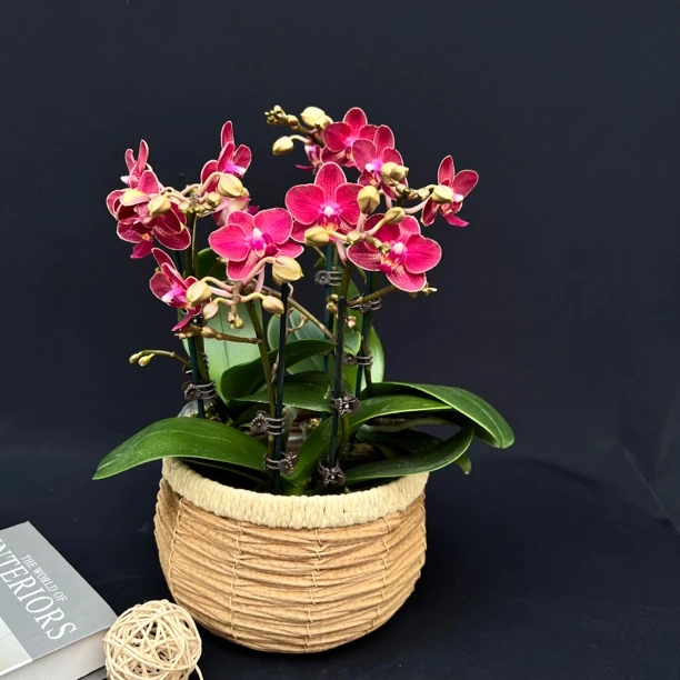 【蜡质香味小红花】2.8寸蝴蝶兰室内花卉书桌接待前台盆栽