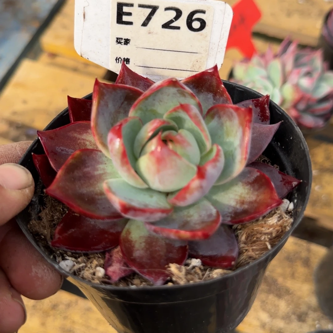 惊鸿一物一拍包装收缩花旱726