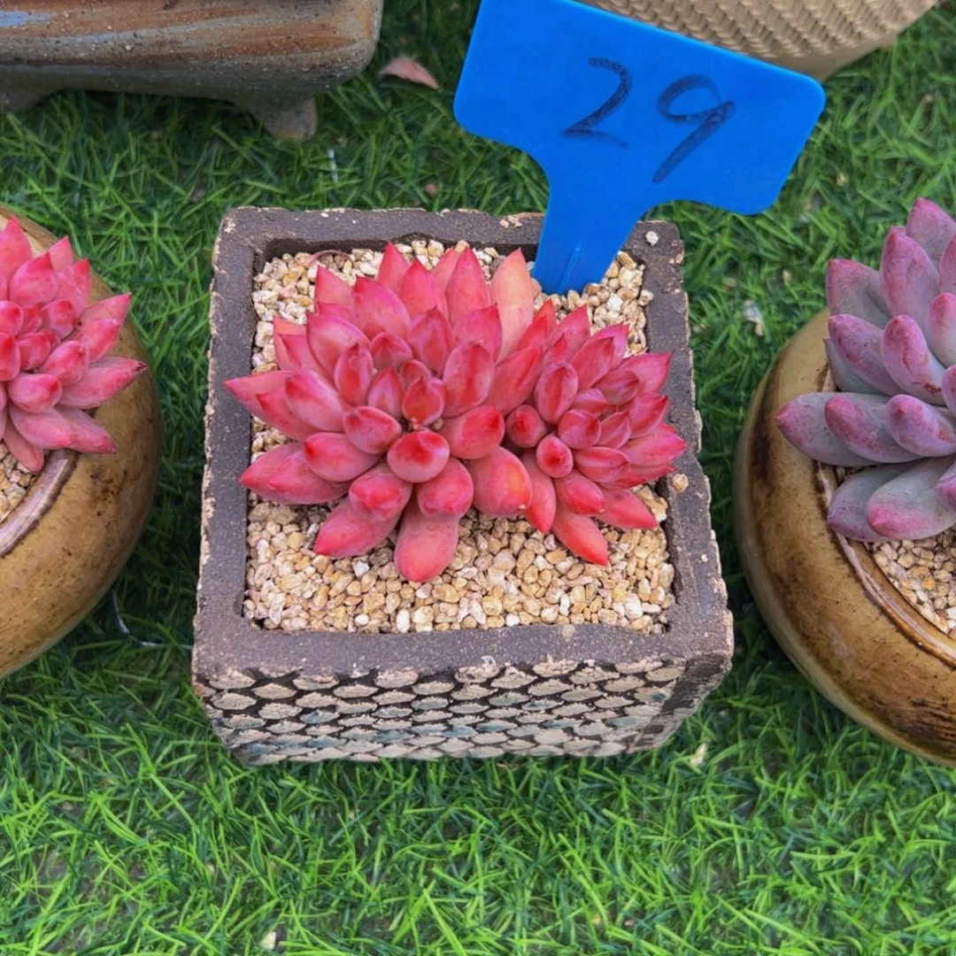 刹*双头车厘子多肉植物