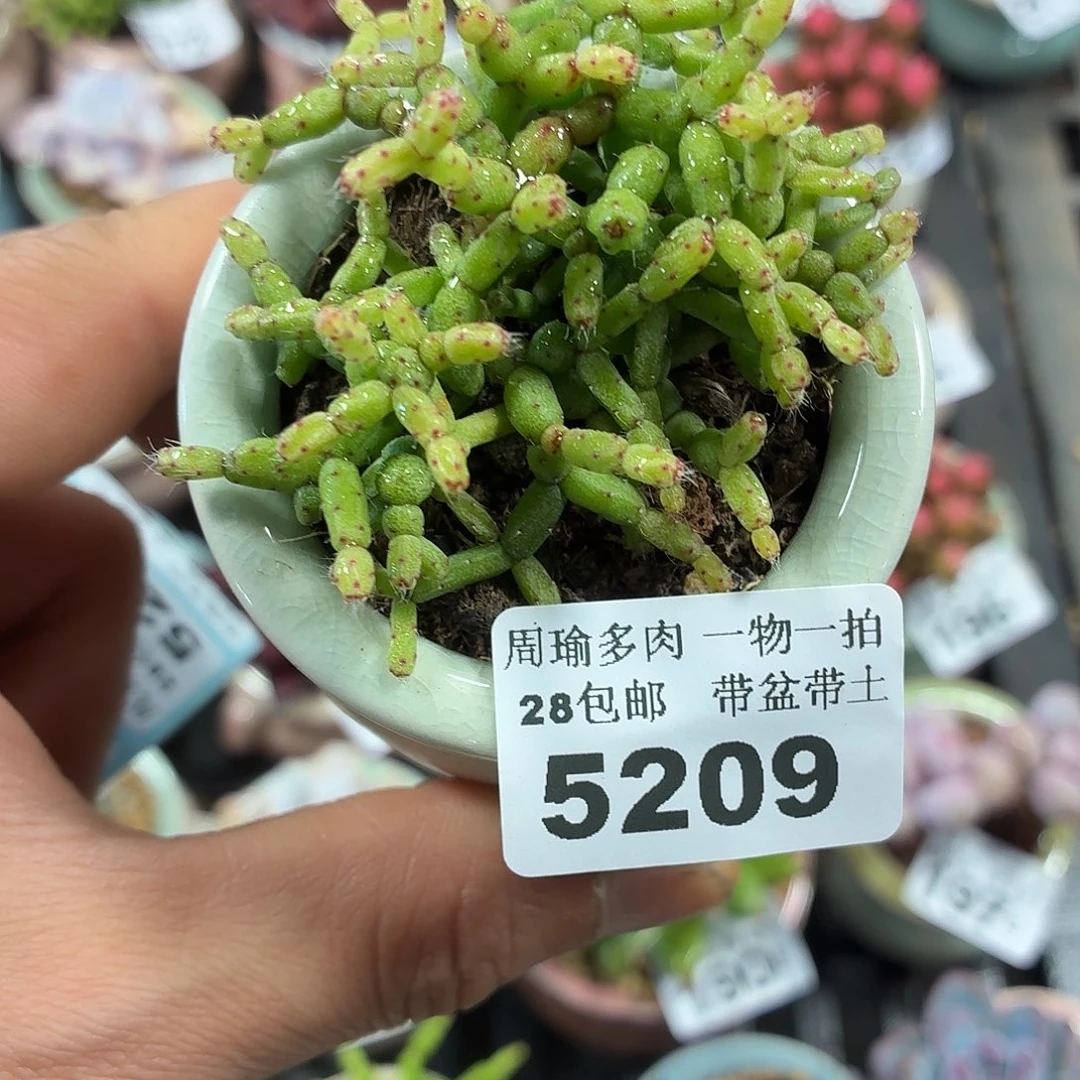 5厘米盆精控多肉植物5209