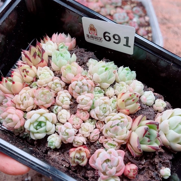 多肉植物多肉植物