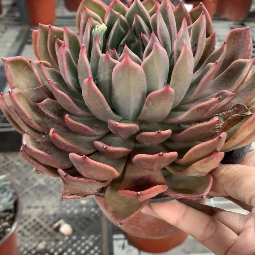 爱***猫香妃多肉植物单头