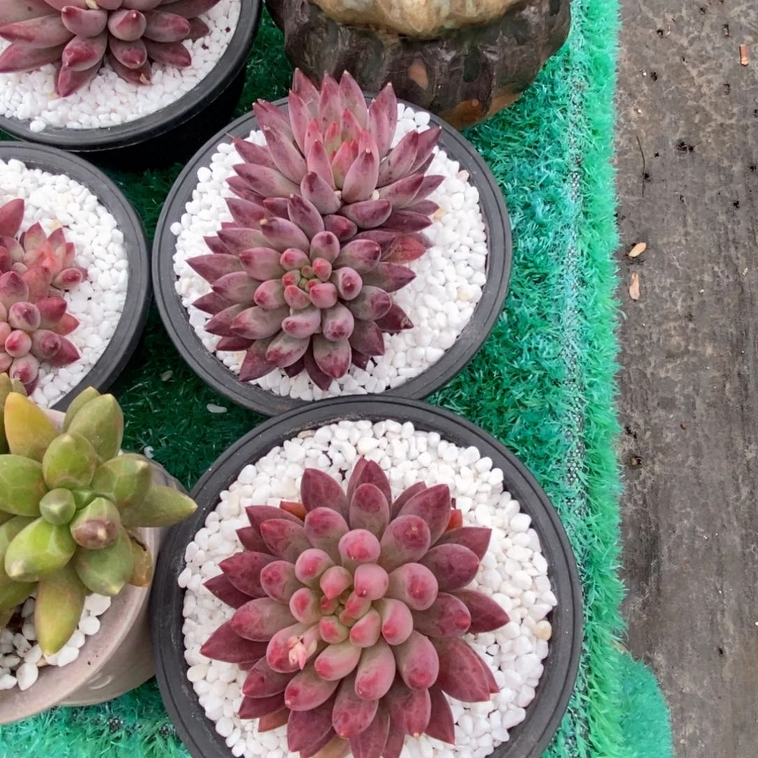 茹**愿如你所愿虞美人两颗组多肉植物盆栽