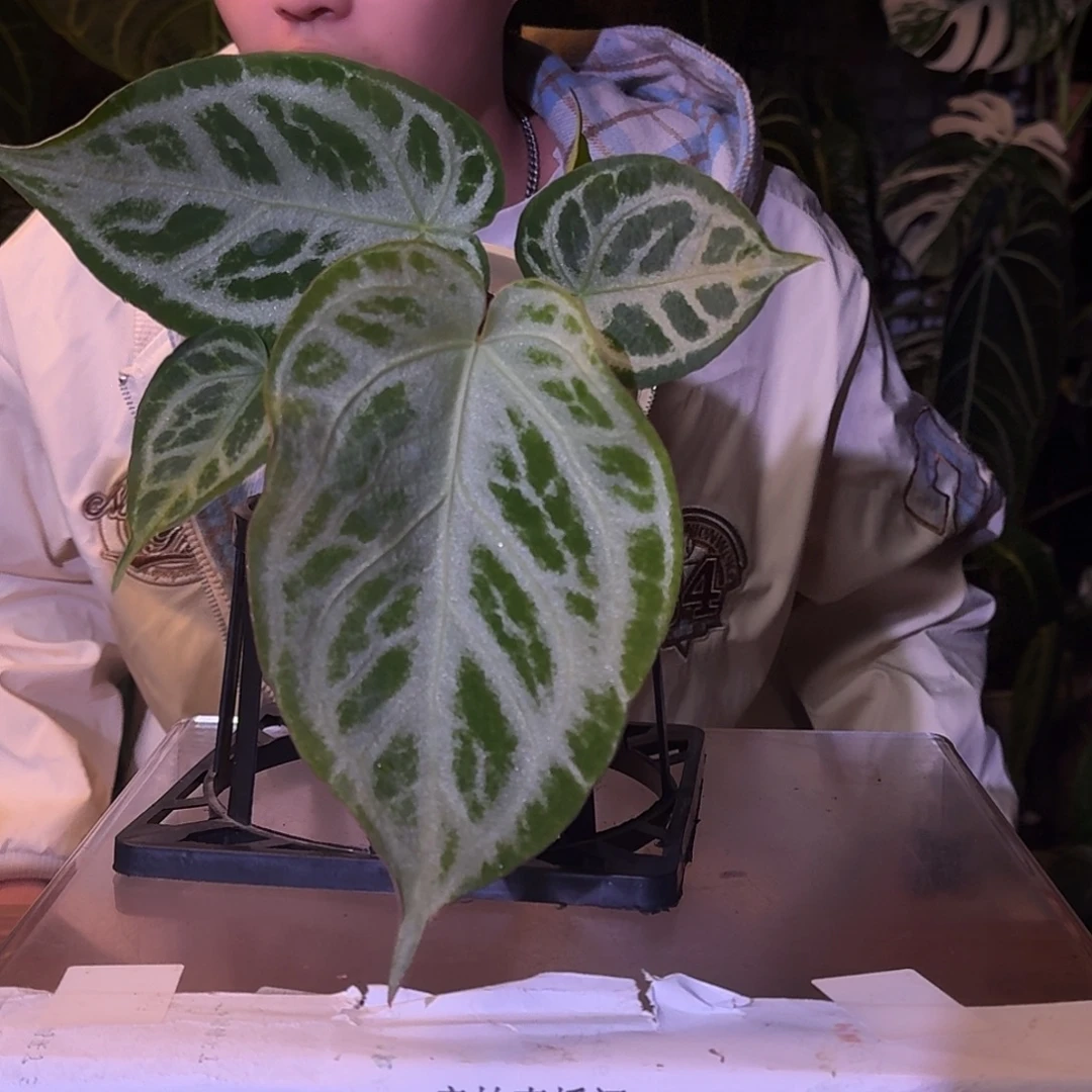 不开花植物W25闪耀杂黑色面纱