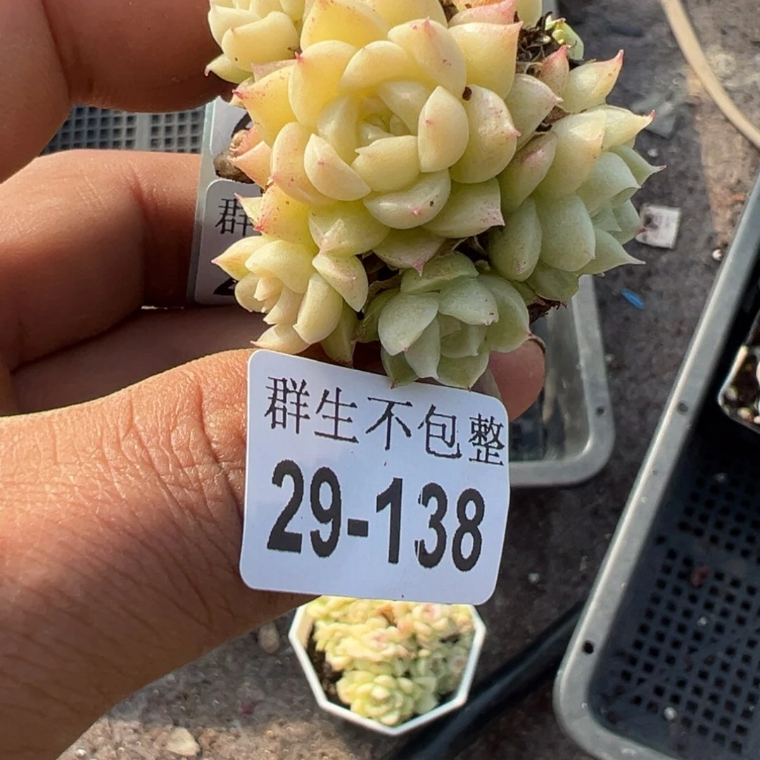 小卡拉米糖心一物一拍29-138