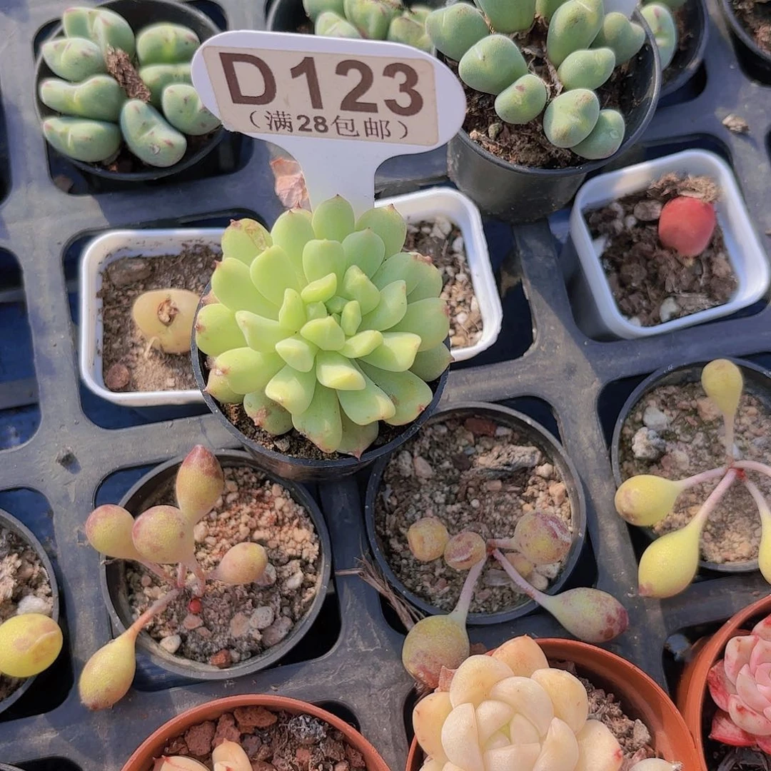 转**笑D123爱尔兰薄荷一物一拍